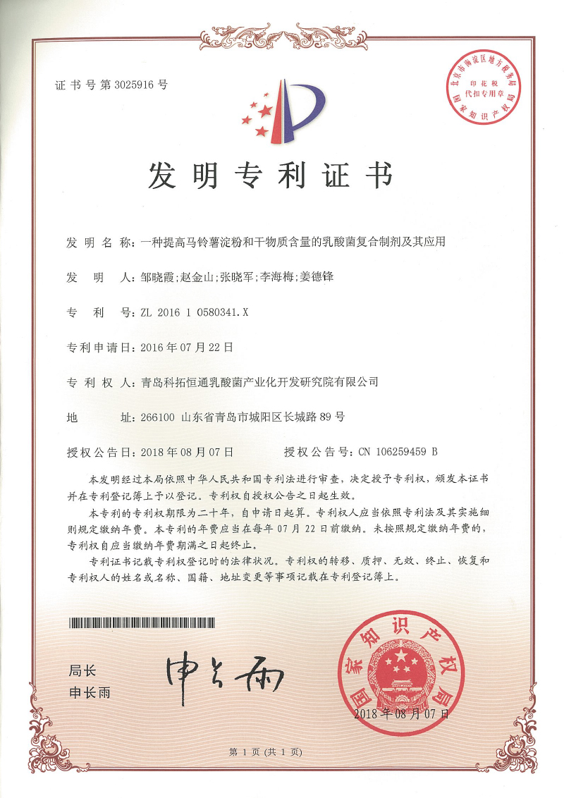 一種提高馬鈴薯淀粉和干物質含量的乳酸菌復合劑及其應用